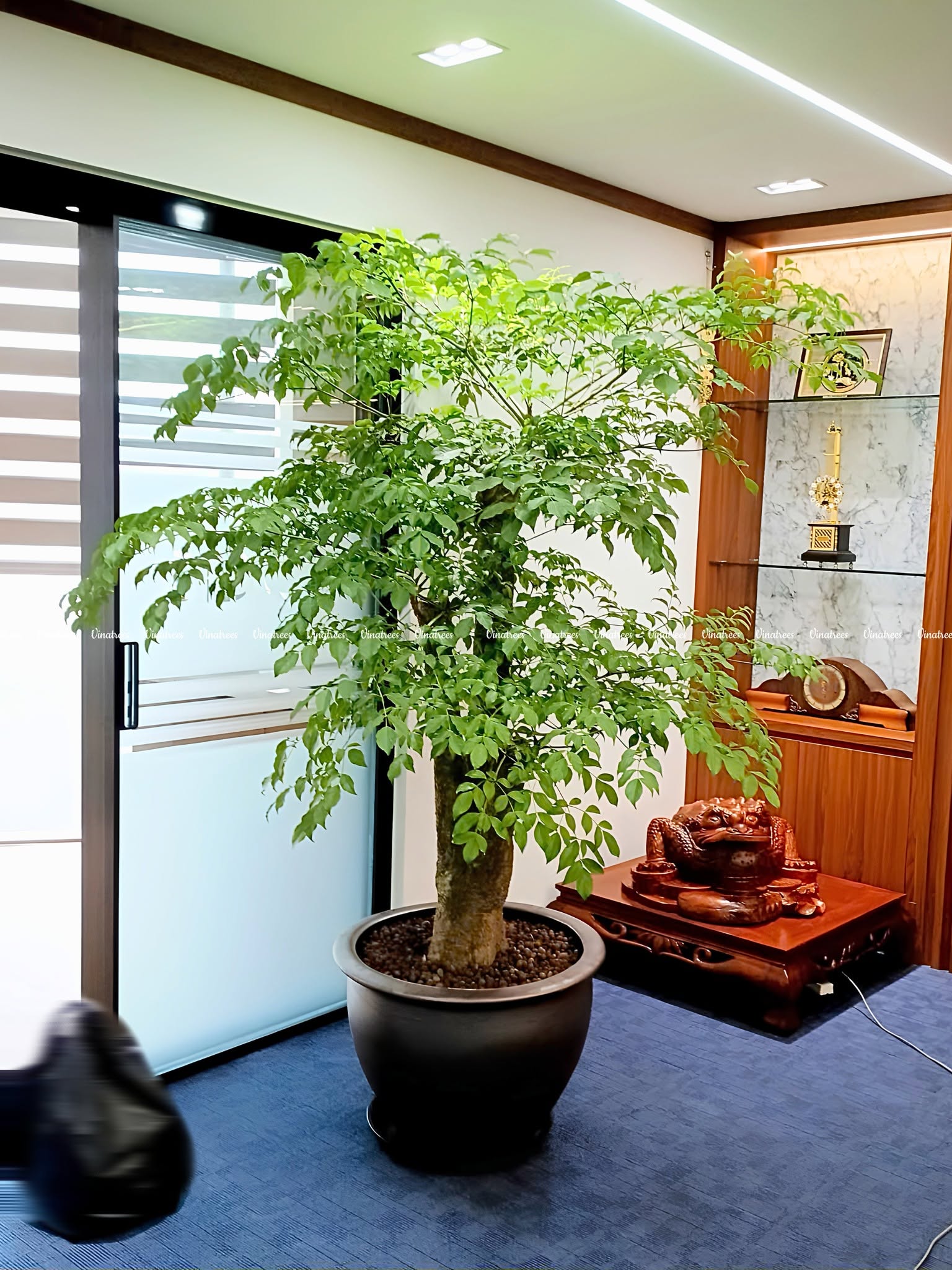 Công ty cây xanh Hà Nội Vinatrees cung cấp dịch vụ cho thuê cây hạnh phúc tại Hà Nội